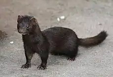 American mink(Neogale vison)