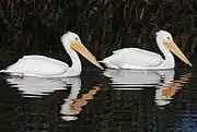 American white pelicans wintering on Adobe Creek in the Palo Alto Flood Basin December 2010