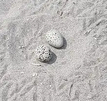 American oystercatcher eggs