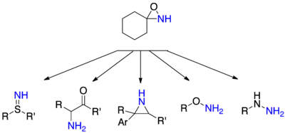 Selected amination reactions with oxaziridine