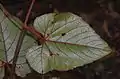 Underside of leaves