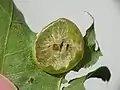 The interior of the gall, showing the filament-suspended cell in the centre