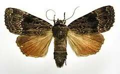 Mounted specimen