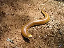 Red Worm Lizard (Amphisbaena alba)