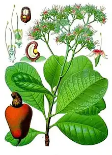 Botanical illustration