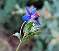 Blue Pimpernel (Anagallis foemina)