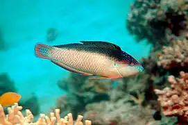 Anampses neoguinaicus swimming