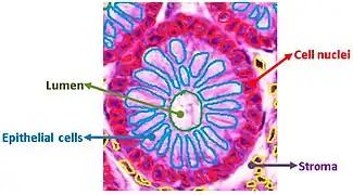 Anatomy of normal large intestinal crypts