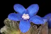 Extreme close-up of flower