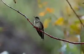 Andean hillstar