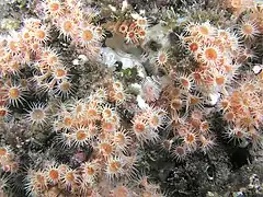 Anemones, Catalina Island