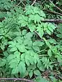 Foliage of Angelica atropurpurea documented for the Bibliothèque de l'Université Laval in Quebec, Canada