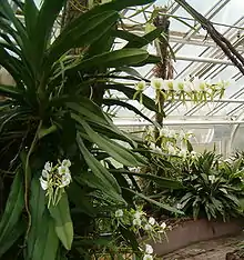 Mature Angraecum eburneum specimen cultivated in the Botanical Garden Berlin