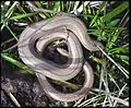 Slow worm