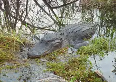 Image 17Alligator in the Florida Everglades (from Geography of Florida)