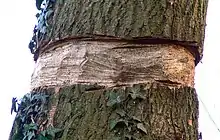 Picture of a tree where a ring of bark has been removed