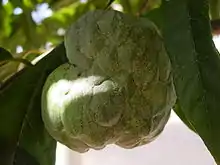 Annona squamosa fruit