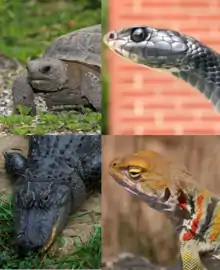 A collage of four reptile images: a gopher tortoise in the upper left corner, a garter snake in the upper right, a collared lizard in the lower right, and an American alligator in the bottom left.