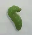 Larva about to pupate