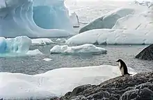 Image 8Few creatures make the ice shelves of Antarctica their habitat, but water beneath the ice can provide habitat for multiple species. Animals such as penguins have adapted to live in very cold conditions. (from Habitat)