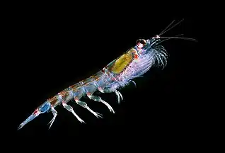 Image 60Antarctic krill (Euphausia superba) are a keystone species of the food web. (from Southern Ocean)