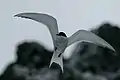 Antarctic tern in flight, seen from below.