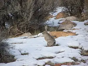 Jackrabbit in Antelope Island State Park