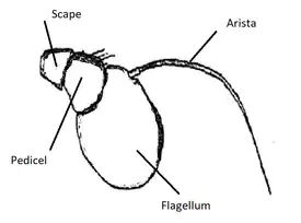 Antenna syrphid