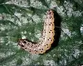 Larva, closeup