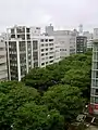 Trees lining an avenue in Sendai, Japan