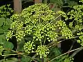 Close-up of inflorescence of Peucedanum verticillare