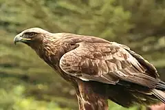 Eagle