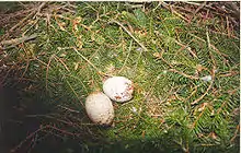 Lesser spotted eagle (Aquila pomarina), typical clutch