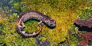 Chunky false brook salamander (Aquiloeurycea cephalica), El Cielo Biosphere Reserve, Municipality of Gómez Farías, Tamaulipas, Mexico (12 August 2004).