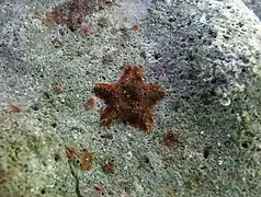 Probable Aquilonastra moosleitneri in Réunion island.