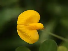 Arachis hypogaea flower