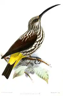 illustration of bird with streaked white and brown body, brown wings, and black tail with extensive yellow at base