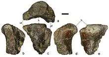 Fragment of a left humerus