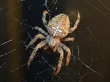 A large garden spider waits in the centre of its web.