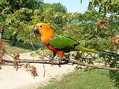 Jandaya parakeet