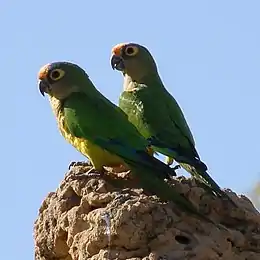 A green parrot with a yellow underside and eye-spots, an orange forehead, and blue-tipped wings