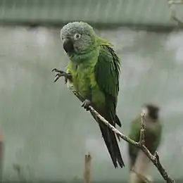 A green parrot with a light-grey head and white eye-spots