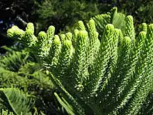 Foliage from a mature tree