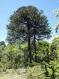 Monkey-puzzle leaves