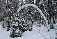 A taiga forest near Pinega