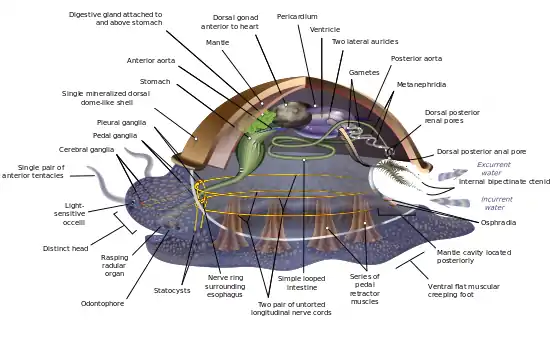 Image 81Generalized or hypothetical ancestral mollusc (from Marine invertebrates)