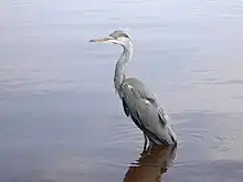 A heron in Färnebofjärden National Park