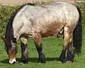 A bay roan, like this Ardennais, has black hairs.