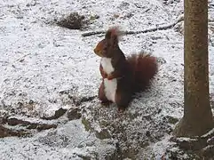 Red squirrel