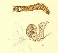 Larva